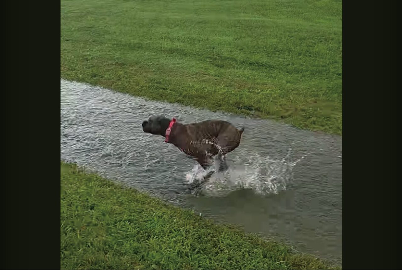 ボクサー犬が大はしゃぎ!庭に川ができて走り回る!!【アメリカ・動画】
