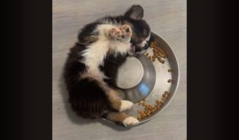 器の形に合わせて体を反らせているのがかわいすぎる！ごはんをモグモグしながら横になるシェパードの子犬【アメリカ・動画】