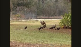 慌てた様子で逃げる七面鳥たち。それを追うのは・・ピョンピョン楽し気に跳ねるシカ！！【アメリカ・動画】