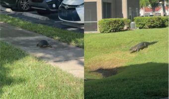 さすがフロリダ！？道をおさんぽしているカメもいれば・・、その向かいからワニも歩いてきた！！【アメリカ・動画】
