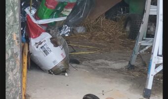 現行犯発見！アヒルのごはんの裏に隠れるウッドチャックが！！【アメリカ・動画】