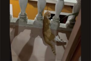 ネコもゴシップが大好き？愛を求め叫ぶ男性を野次馬ウォッチング！！【海外・動画】