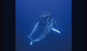 海中で出会った母子。寄り添い泳ぐクジラの姿にウルッ【海外・動画】