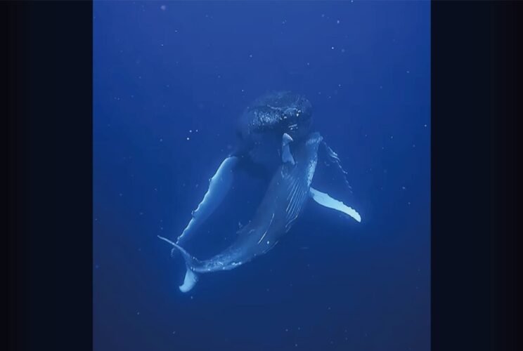 海中で出会った母子。寄り添い泳ぐクジラの姿にウルッ【海外・動画】