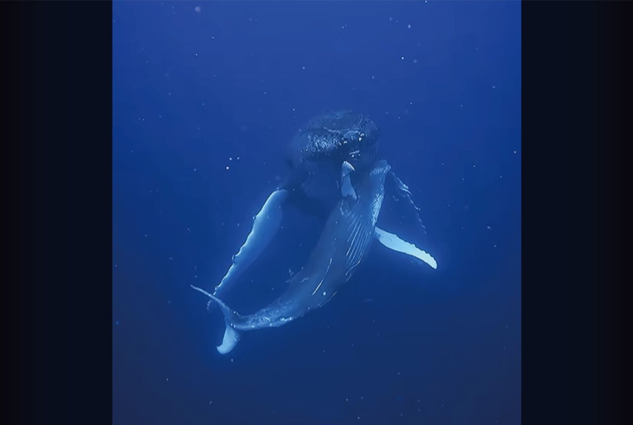 海中で出会った母子。寄り添い泳ぐクジラの姿にウルッ【海外・動画】