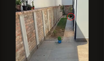 名前を呼ばれて姿を見せたのは・・、愛犬じゃなくてニワトリだ！！【海外・動画】