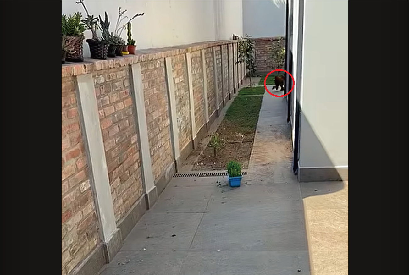 名前を呼ばれて姿を見せたのは・・、愛犬じゃなくてニワトリだ!!【海外・動画】
