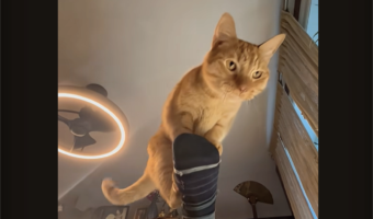 キャットランナーは飼い主さんの足？いつまでも進んでいくけど前には進まない～【アメリカ・動画】