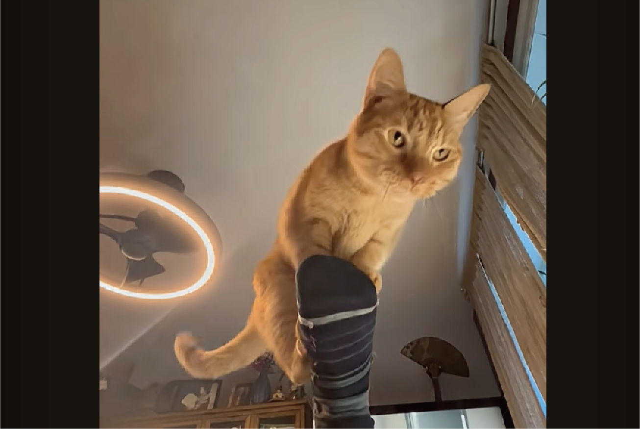 キャットランナーは飼い主さんの足？いつまでも進んでいくけど前には進まない～【アメリカ・動画】