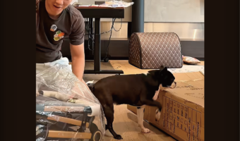 開封動画を撮っている場合じゃない！？空き箱に乗った子犬のあんよがプルプルプル！！【海外・動画】