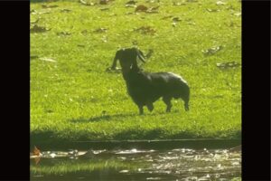 芝生でゴロゴロ遊んでいたダックスフンドにハプニング！水辺過ぎて池に落ちちゃった！？【海外・動画】