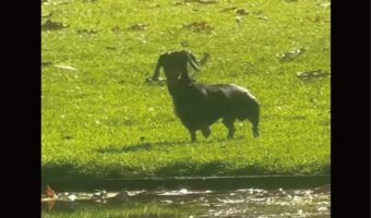 芝生でゴロゴロ遊んでいたダックスフンドにハプニング！水辺過ぎて池に落ちちゃった！？【海外・動画】