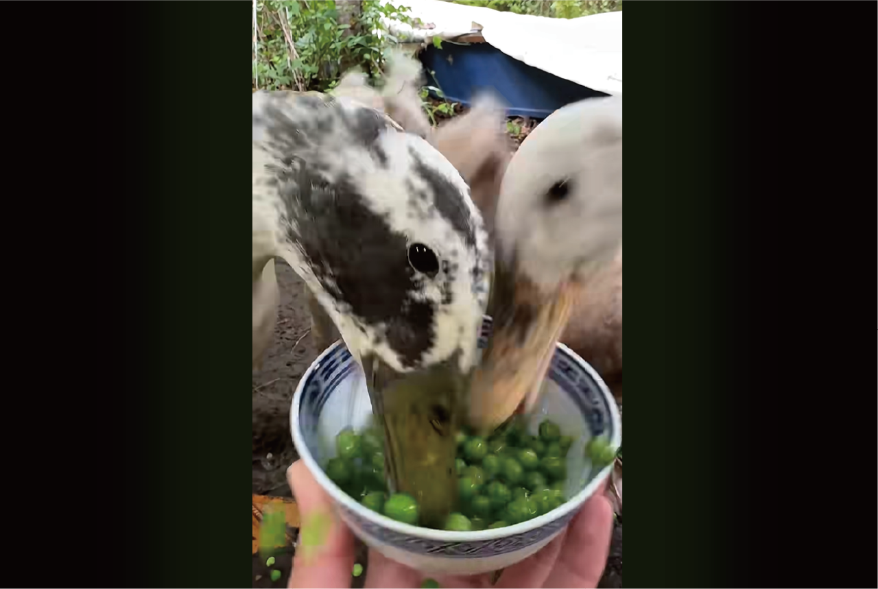秒でお椀から消えたごはん。アヒルのグリーンピース早食いがスゴい！！【海外・動画】