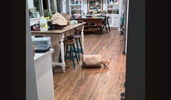 紙袋に入っていった子犬。だけどそこには・・先客がいました！！【アメリカ・動画】