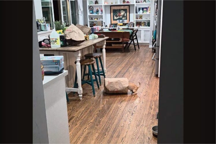 紙袋に入っていった子犬。だけどそこには・・先客がいました！！【アメリカ・動画】