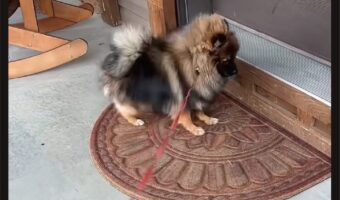 帰ってきたら足をゴシゴシ！濡れたあんよを玄関マットでしっかり拭く子犬がかわいすぎる！！【アメリカ・動画】