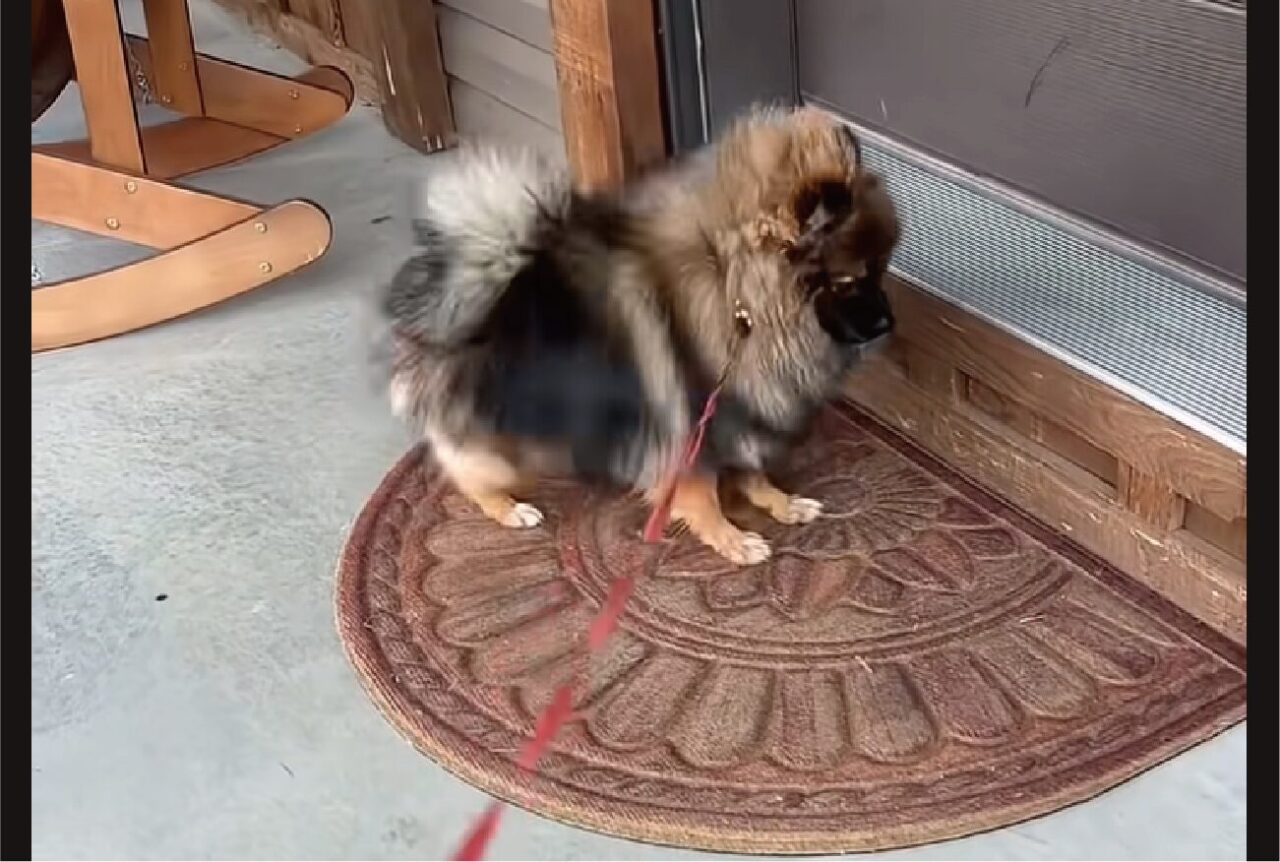 帰ってきたら足をゴシゴシ！濡れたあんよを玄関マットでしっかり拭く子犬がかわいすぎる！！【アメリカ・動画】