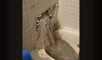 バスタブに注がれていくのは水ではなく・・。壁の穴から断熱材が流れ出る！！【海外・動画】