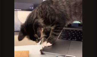 デスクの上を散策するネコ。だけどあんよが・・まさかのボチャン！！【アメリカ・動画】