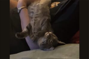 スヤスヤ眠るネコ。だっこしてもらい安心しきってとろけているのがかわいすぎる！！【アメリカ・動画】