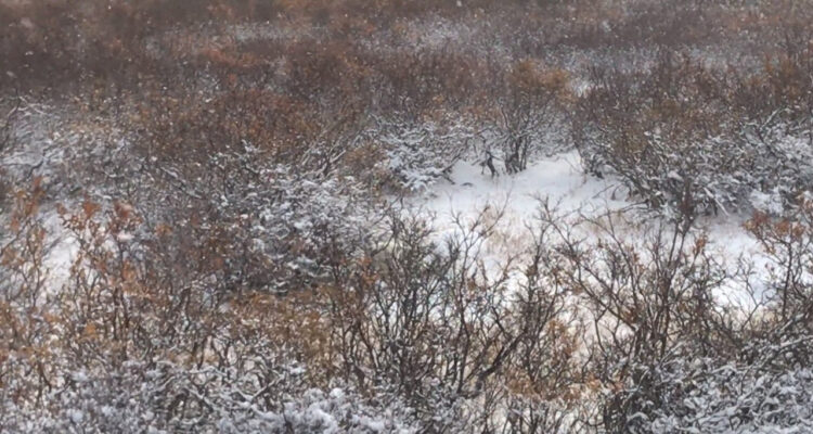 雪景色？いいえ、この動画内にはシロクマいる！？あなたはシロクマがどこにいるの分かりますか？