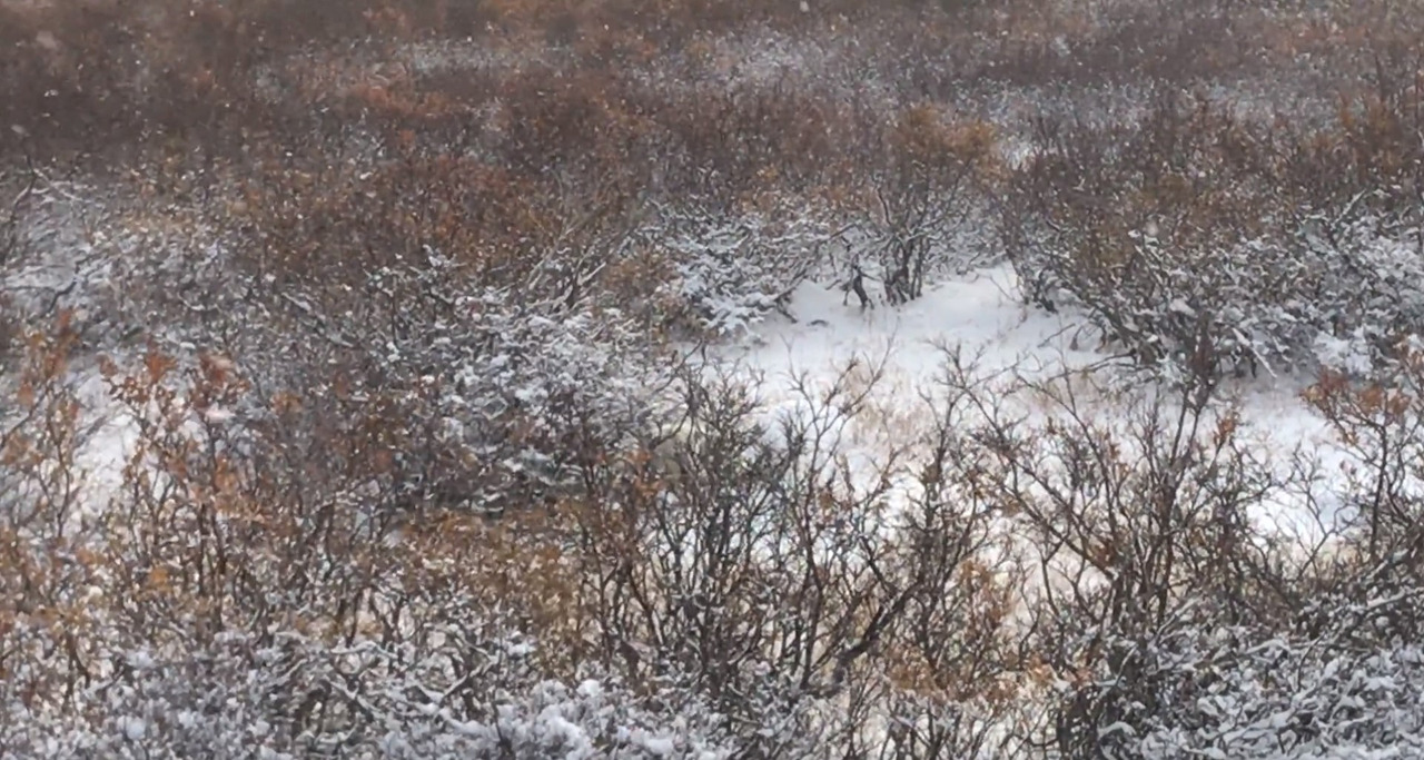 雪景色？いいえ、この動画内にはシロクマいる！？あなたはシロクマがどこにいるの分かりますか？